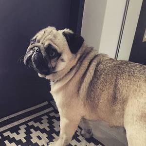 Meet your Posher, Horluwashegun